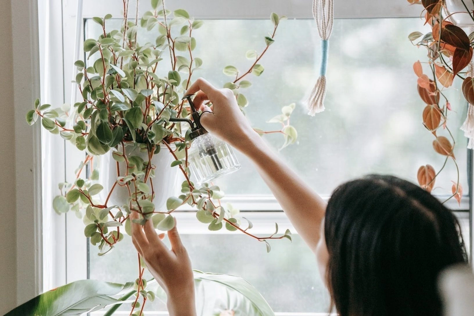 Plant Care Guide
