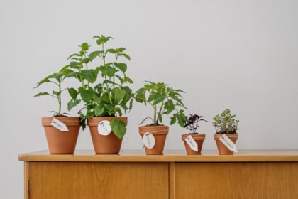 Seed Products