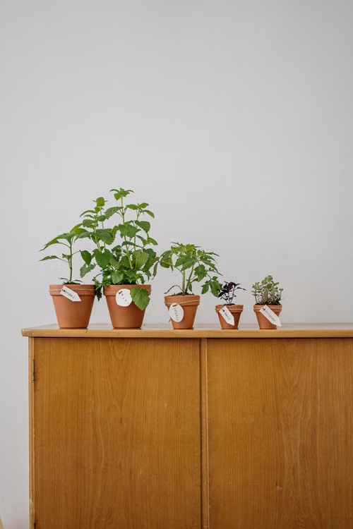 Seed Products